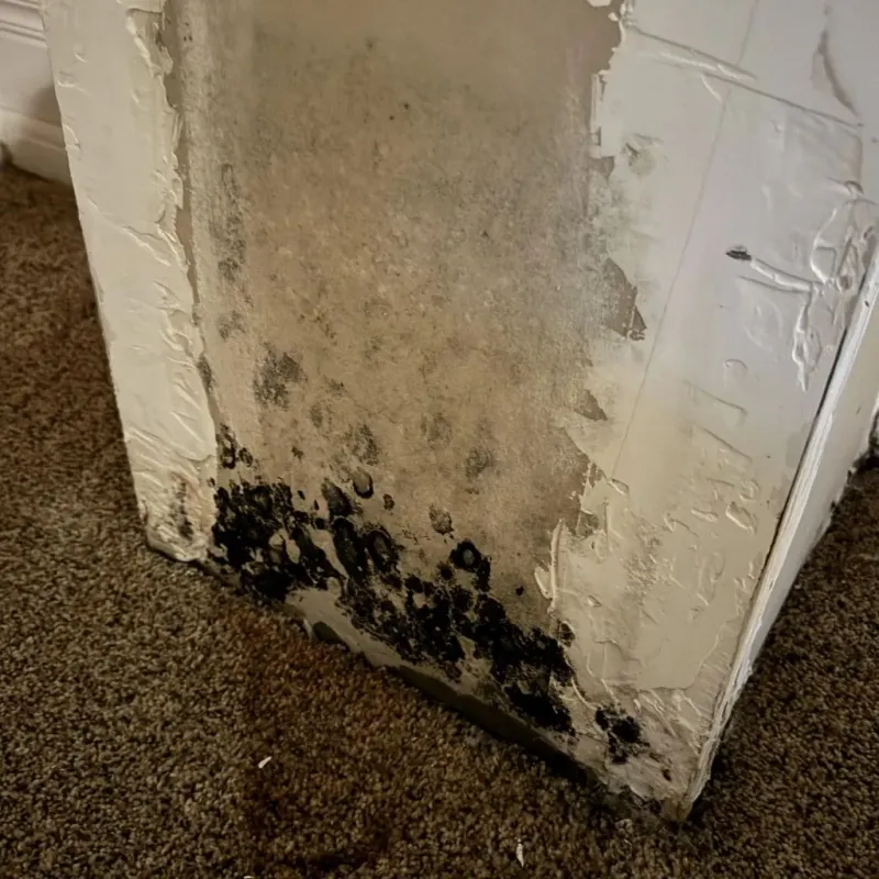 Professional Mold Removal in Harding County, SD